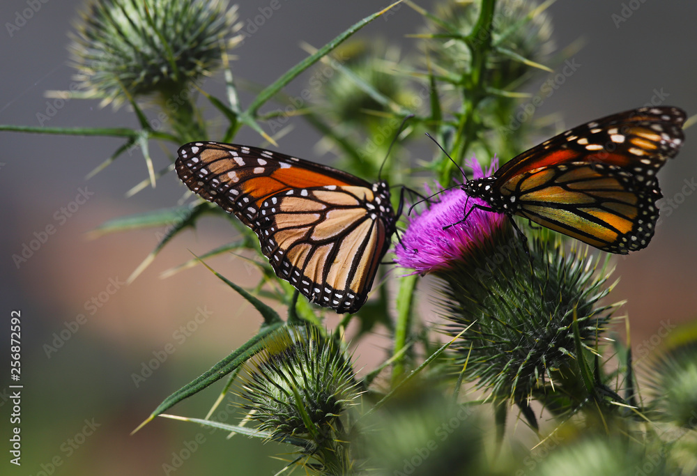 Fototapeta premium butterfly on flower