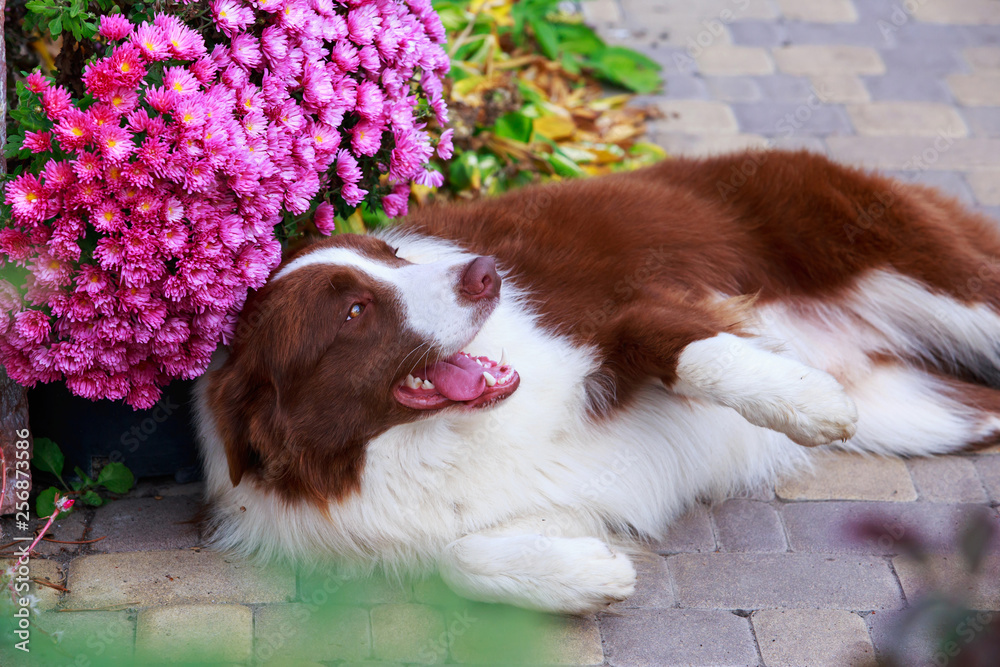 Dog breed Border Collie Dog breed Border Collie