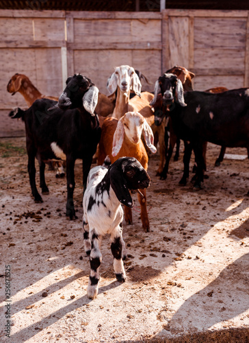 Fototapeta Naklejka Na Ścianę i Meble -  Nubian goats