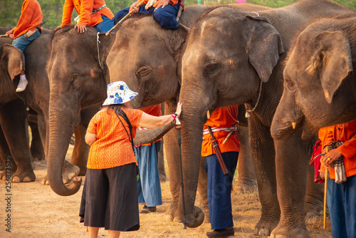 Canvas Print Lampang, elephant,Thailand - Group of elephant eating fruit in national Thai elephant day at The Thai Elephant Conservation Center Lampang, Hang Chat, Lampang, Thailand