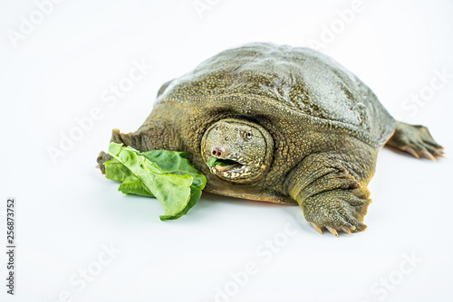 A fresh and lively turtle is biting lettuce leaves on a white background photo