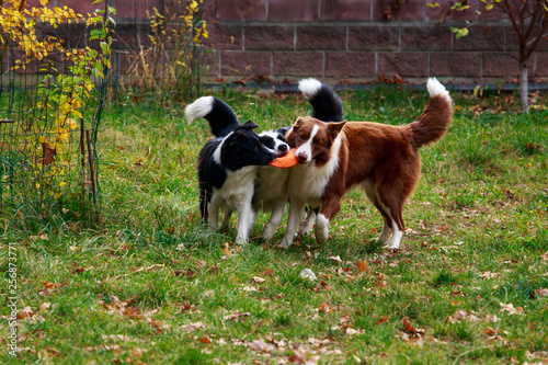 Three dogs Border Collie