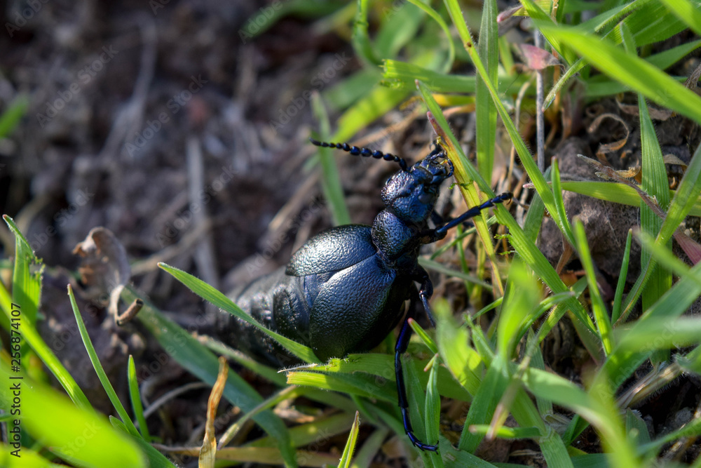 Ölkäfer, Meloidae, Geschlecht, Käfer, Krabbeln, Gras, Makro, Leben Ölkäfer, Meloidae, Geschlecht, Käfer, Krabbeln, Gras, Makro, Leben