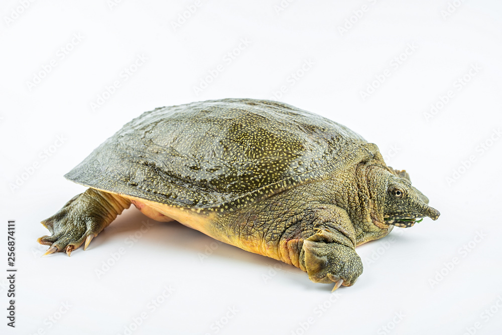 Fototapeta premium Closeup of a fresh and raw turtle head