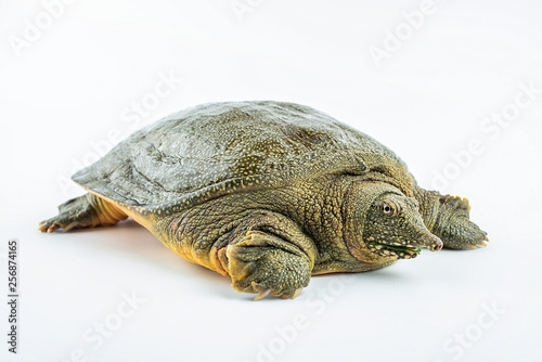 Closeup of a fresh and raw turtle head