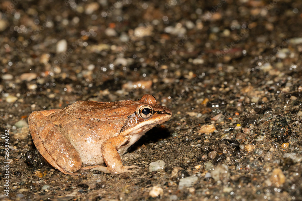 Obraz premium Female wood frog migrating to a spring breeding pond - Lithobates sylvaticus