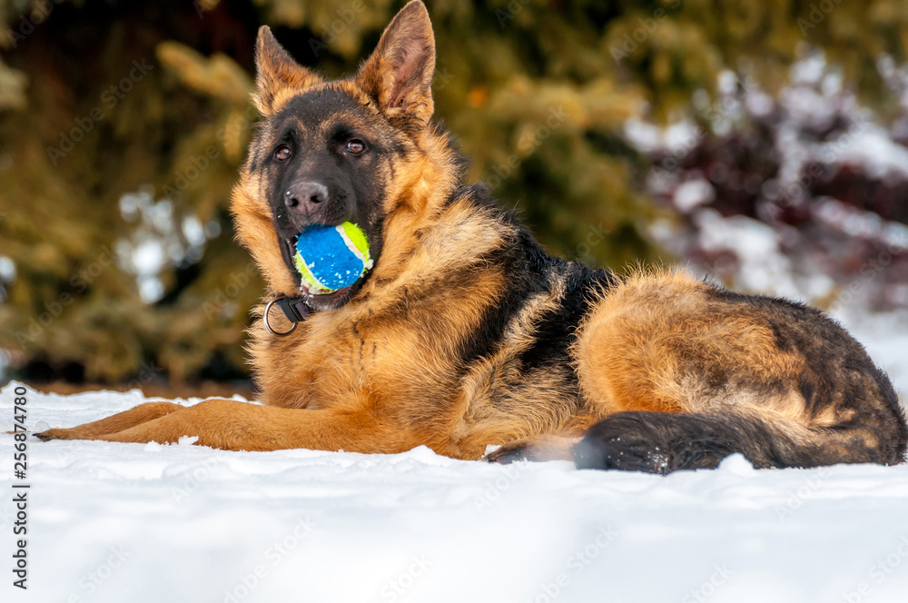 A german shepherd puppy dog playing with a ball at winter A german shepherd puppy dog playing with a ball at winter