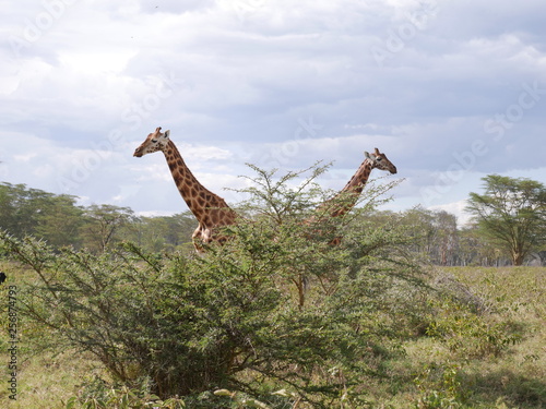 Girafen Lake Nakuru