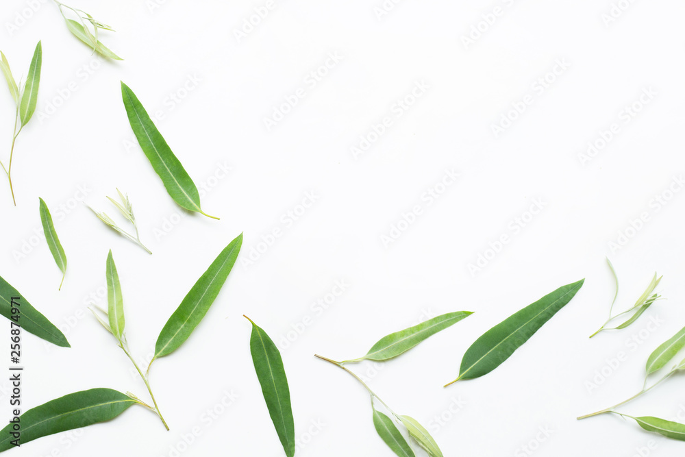 Frame made of Eucalyptus leaves on white  background.