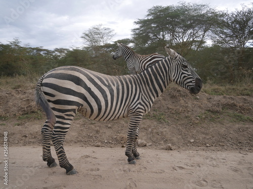 Zebra Lake Nakuru