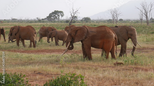 Elephants Tsavo West