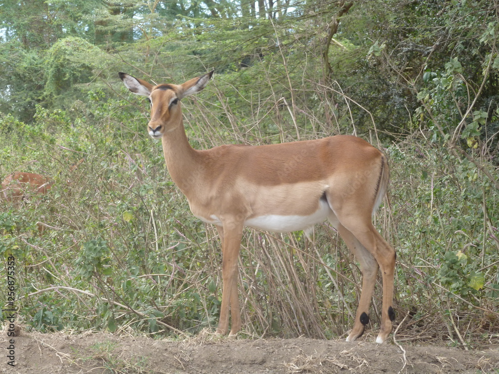 Impala Impala