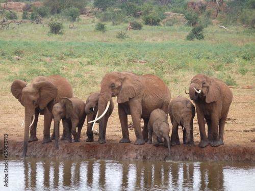 Elephants Tsavo West