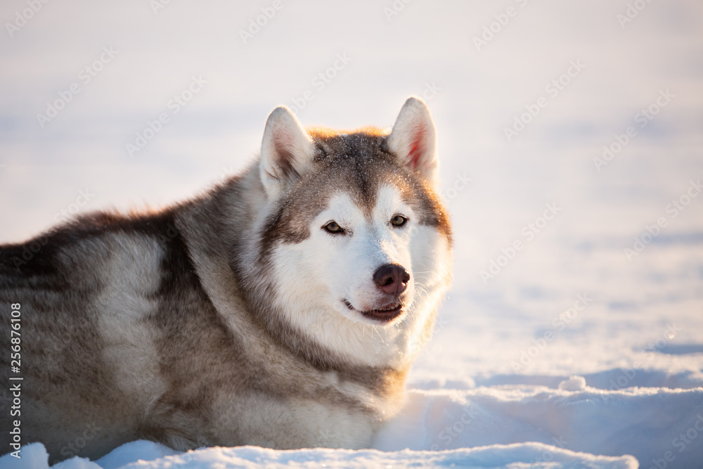 Gorgeous, free and happy siberian Husky dog sitting on the snow in winter forest at sunset