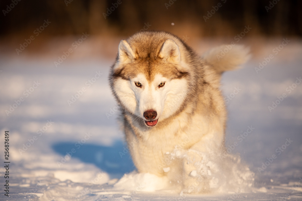 Crazy, happy andcutey beige and white dog breed siberian husky running on the snow in the winter field.