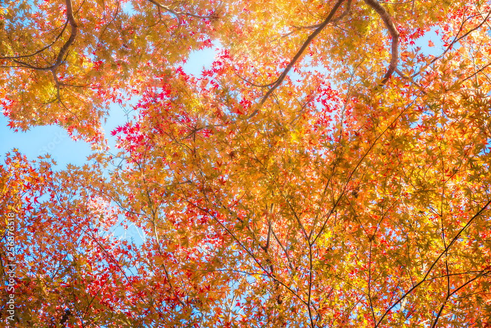 Background leaf and tree in Autum season at Japan Background leaf and tree in Autum season at Japan