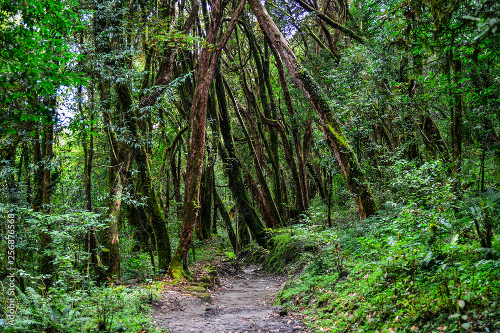 Obraz premium Hiking trail in green summer forest