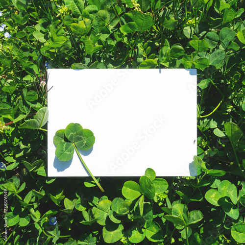 sfondo bianco quadrifoglio fortuna