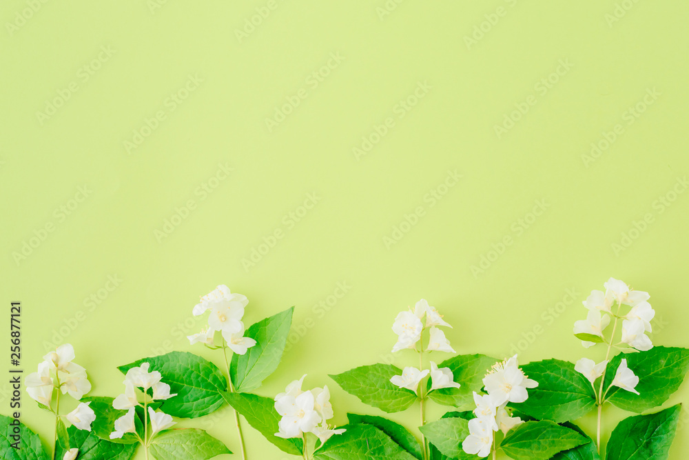 Fototapeta Flat lay composition with jasmine flowers and green leaves on a green background