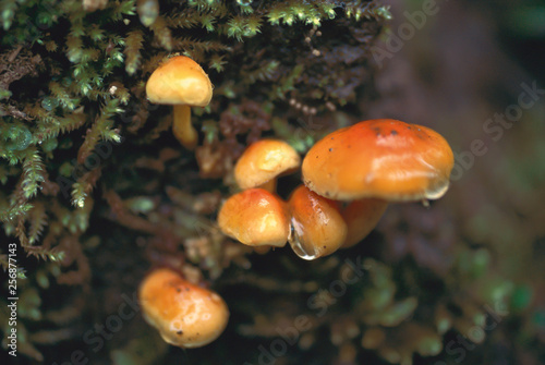 Old pleurotus mushrooms.artvin turkey