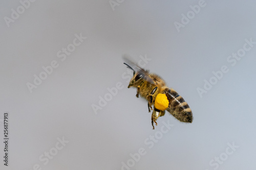 Biene im Flug mit Pollen vor blauem Hintergrund © bjoerno