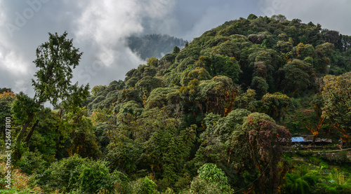 Forest on mountain of Annapurna Massif © Phuong
