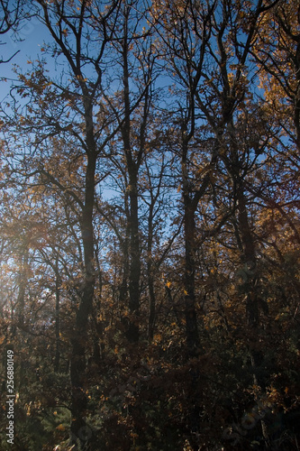 Young autumn Oak