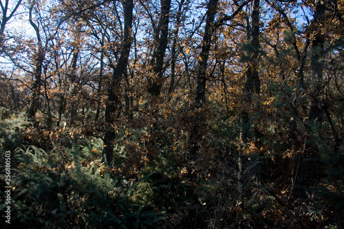 Low autumn sun
