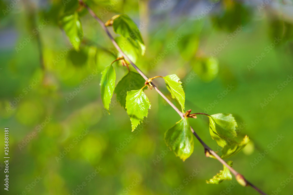 Green young leaves on birch tree branches. Back lighting close-up morning scene. Colorful background of spring birch tree leaves. Green young leaves on birch tree branches. Back lighting close-up morning scene. Colorful background of spring birch tree leaves.