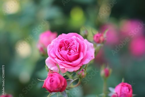 Rose pink Flower Blumen