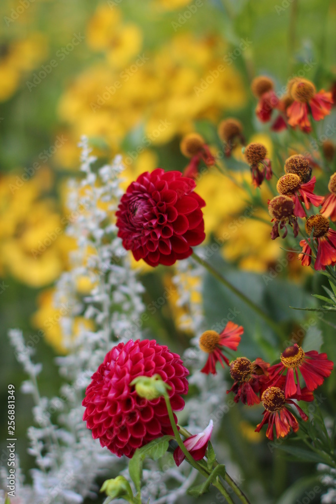 Helenium Dahlien Flower Blumen Herbst Rot Orange Silber Grass Helenium Dahlien Flower Blumen Herbst Rot Orange Silber Grass