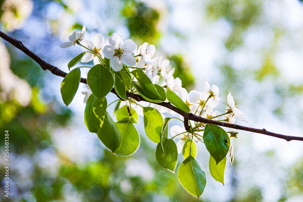Fototapeta premium White early plum flowers. Spring flowering of fruit trees of cherry and plum in the garden and the background of blue sky.