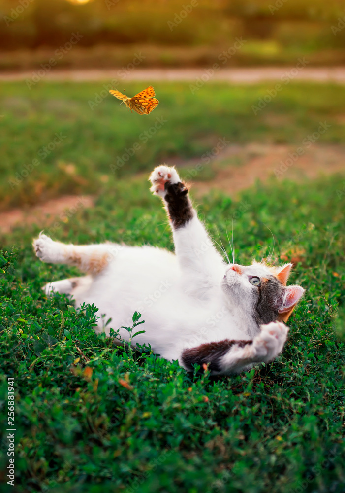 funny white fat cat lies on a summer sunny meadow and catches a flying orange butterfly with its paw on a clear warm evening funny white fat cat lies on a summer sunny meadow and catches a flying orange butterfly with its paw on a clear warm evening