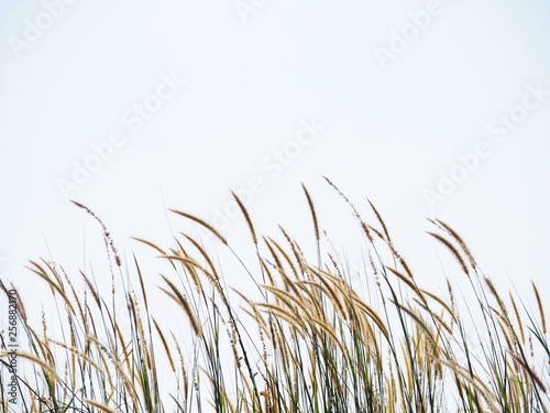Grass fallowing the wind with white background.