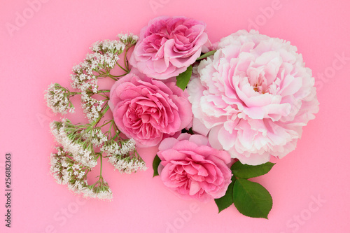 Flowers of summer with peony, valerian and rose also used in herbal medicine and naturopathic cures. Top view flat lay on pink background.