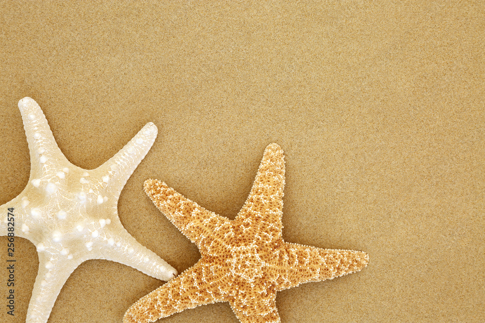 Starfish seashells on beach sand forming a background with copy space. Starfish seashells on beach sand forming a background with copy space.
