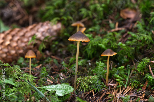 Inedible golden mushroom Mycena aurantiomarginata in the moss spruce forest. Commonly known as the golden-edge bonnet. 