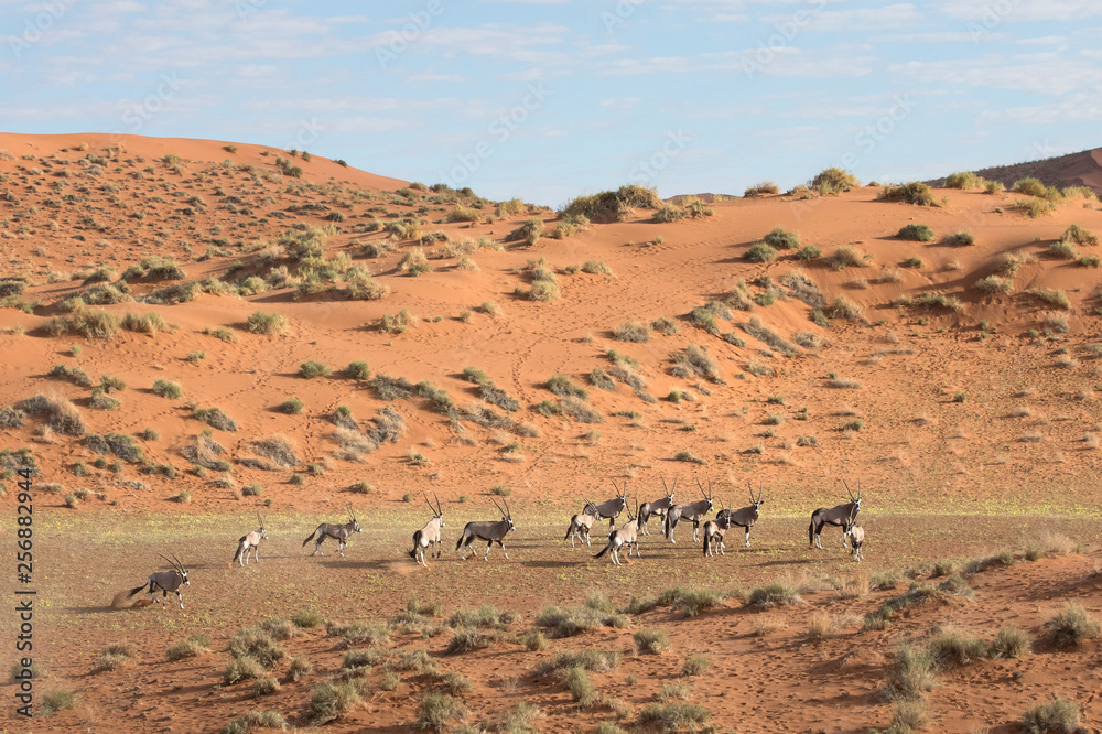 Herd of Oryx in the dunes of Sossusvlei, Namibia.