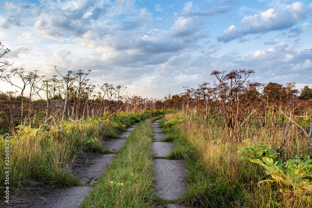 Concrete, grass-covered road passes through an abandoned field with a giant, toxic hogweed (Heracleum) or the cow parsnip , against a blue sky and clouds, at sunset. Rural landscape. Concrete, grass-covered road passes through an abandoned field with a giant, toxic hogweed (Heracleum) or the cow parsnip , against a blue sky and clouds, at sunset. Rural landscape.
