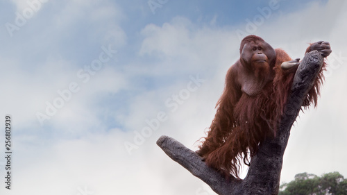 A Bornean orangutan, Pongo pygmaeus, climbed up to the top of the tree with blue sky photo