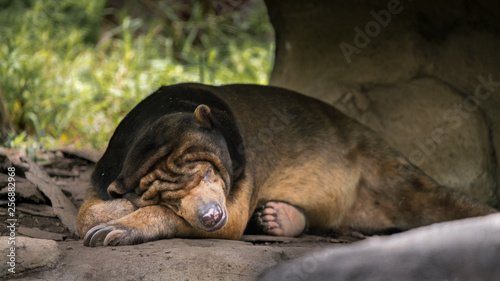 Sun Bear sleeping in forest between rocks and trees