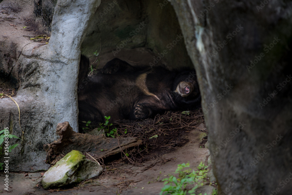 Fototapeta premium An adult Formosa Black Bear sleeping in the cave