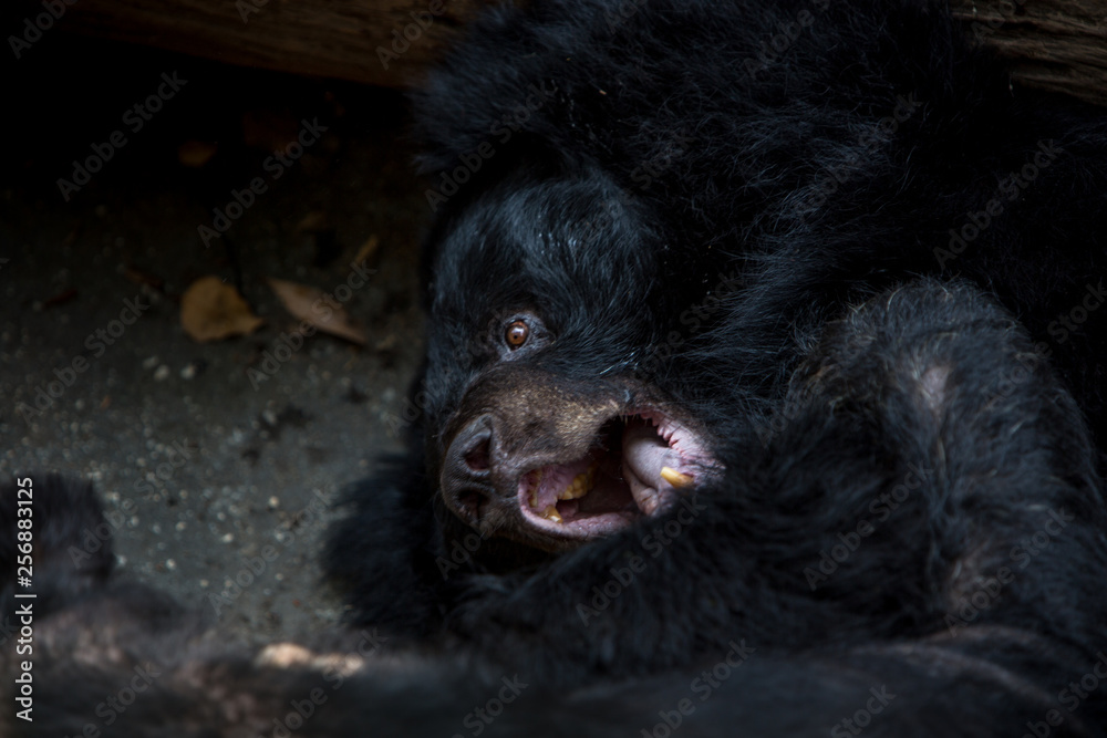 Closeup to the face of an adult Formosa Black Bear lying down on the forest.