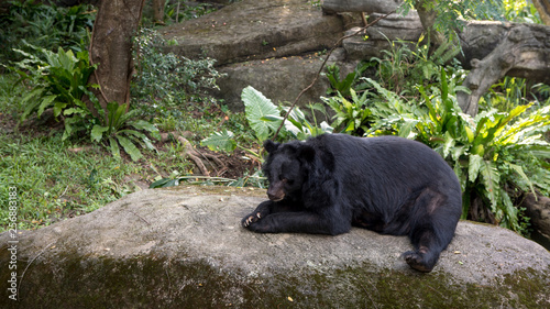 An adult Formosa Black Bear lying down on the rock in the forest