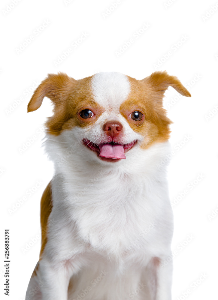 Chihuahua dog smiling on a white background Chihuahua dog smiling on a white background