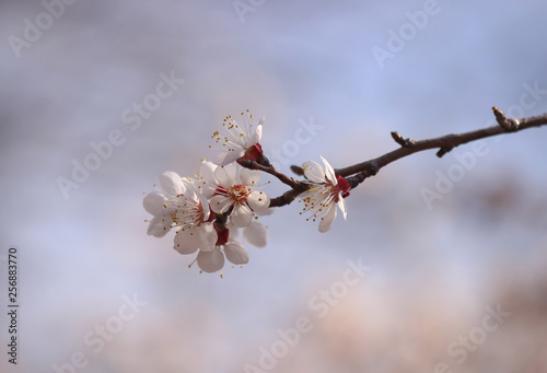 Apricot in bloom