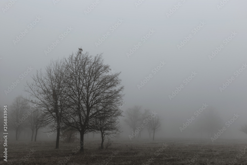 Autumn landscape with trees in thick fog and frost on the branches