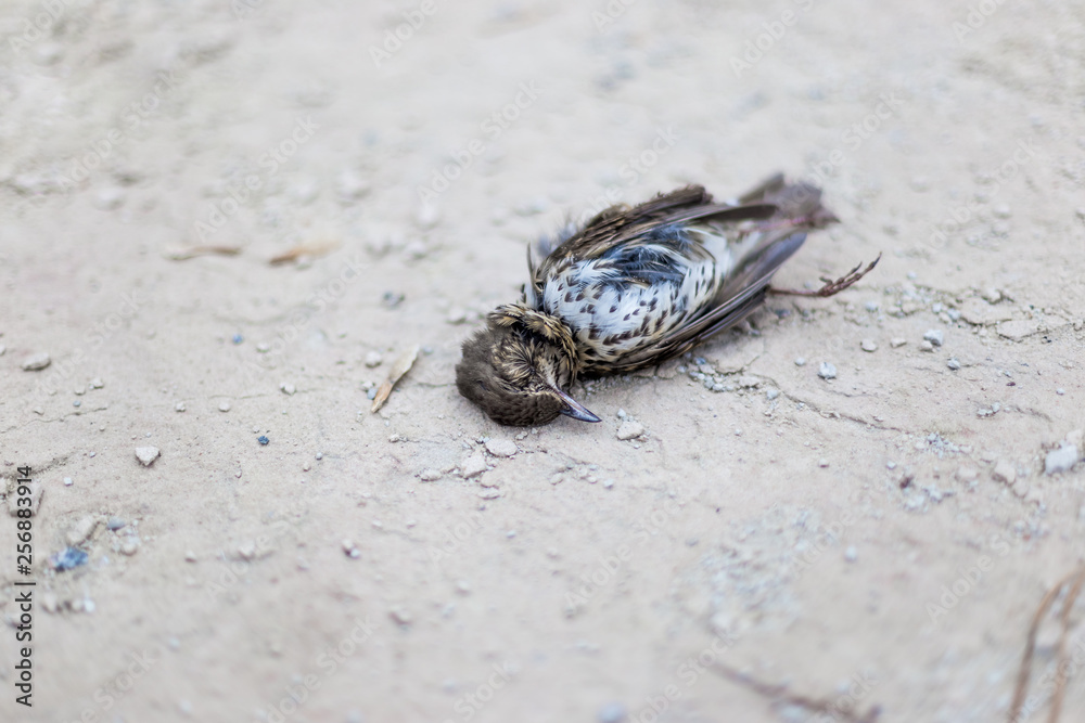 Dead bird on concrete floor