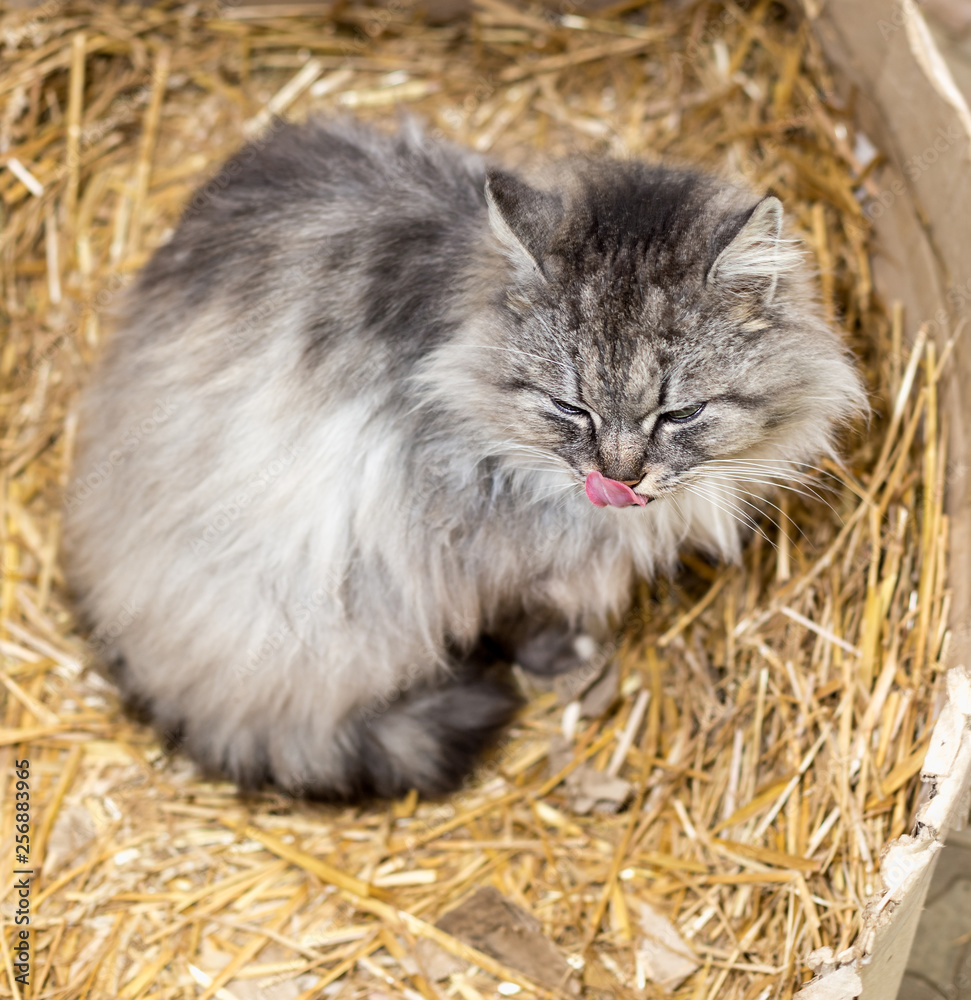 Cute gray cat sits in a cardboard box with hay.