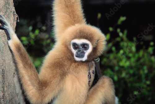 affe in venezuela,